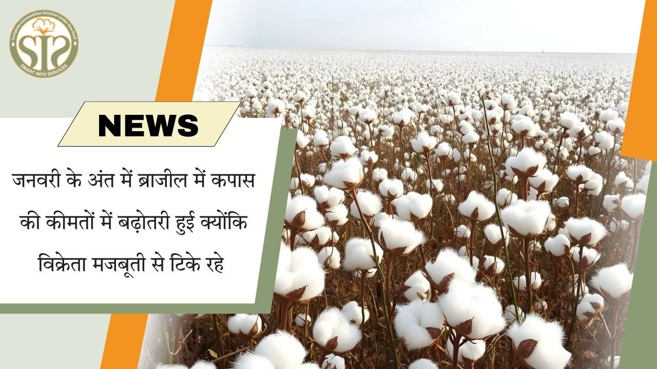 जनवरी अंत में ब्राज़ील में कपास कीमतों में तेजी