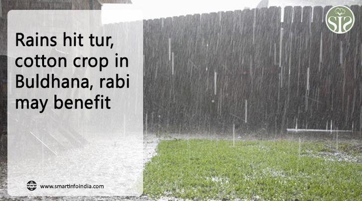 Rains hit tur, cotton crop in Buldhana, rabi may benefit
