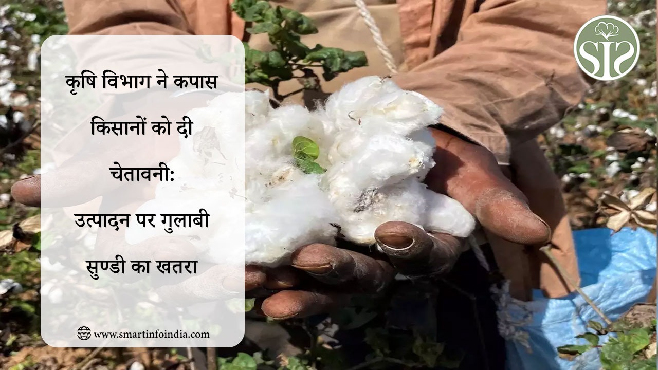 कृषि विभाग ने कपास किसानों को दी चेतावनी: उत्पादन पर गुलाबी सुण्डी का खतरा