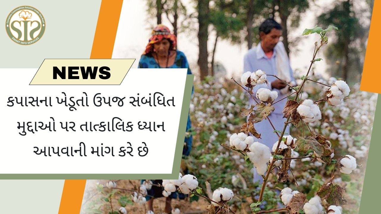 કપાસના ખેડૂતો ઉપજ સંબંધિત મુદ્દાઓ પર તાત્કાલિક ધ્યાન આપવાની માંગ કરે છે
