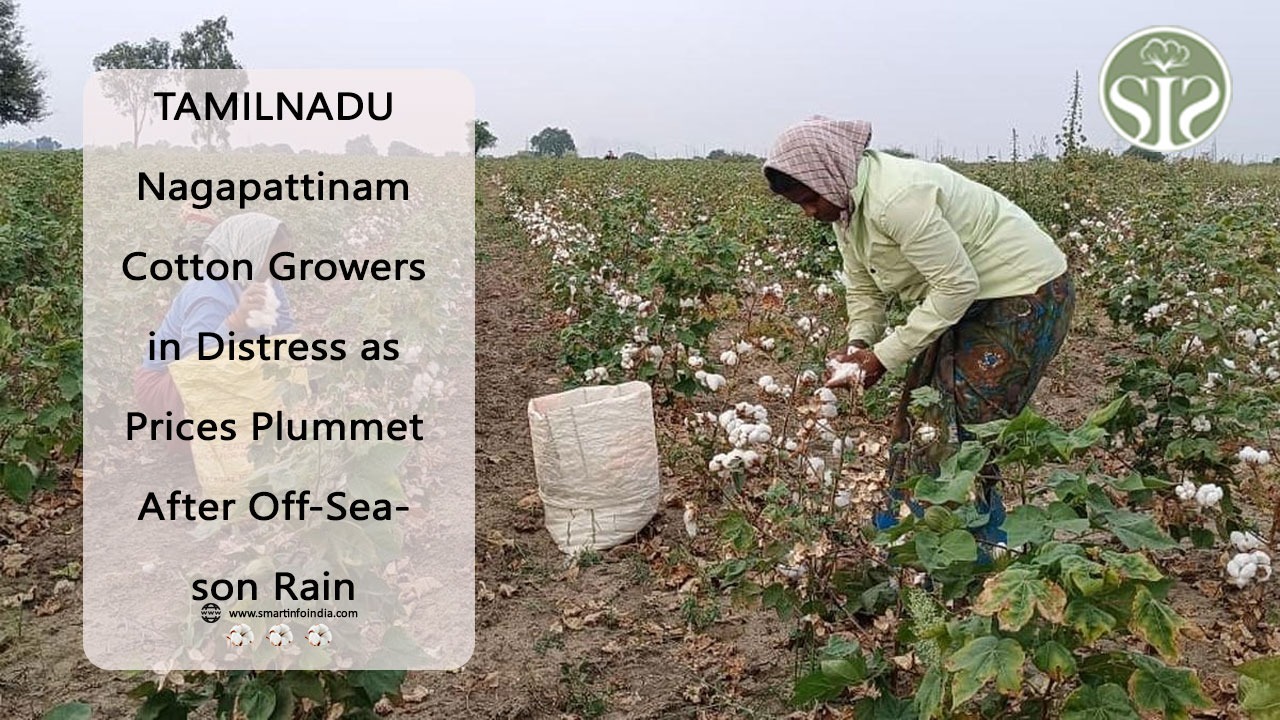 TAMILNADU Nagapattinam Cotton Growers in Distress as Prices Plummet After Off-Season Rain