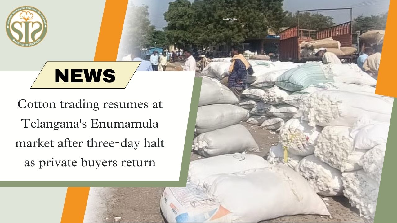 Cotton trading resumes at Enumamula market