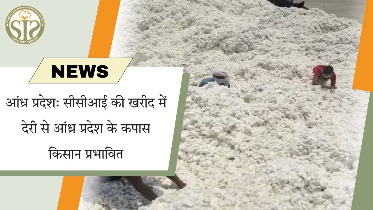 आंध्र प्रदेश: सीसीआई की खरीद में देरी से आंध्र प्रदेश के कपास किसान प्रभावित