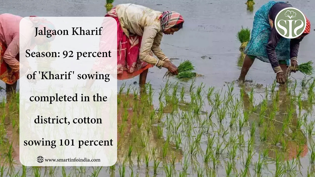 Jalgaon Kharif Season: 92 percent of 'Kharif' sowing completed in the district, cotton sowing 101 percent