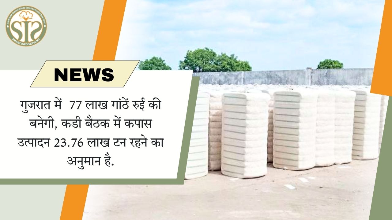 गुजरात में कपास उत्पादन 23.76 लाख टन, 77 लाख गांठें रुई का अनुमान