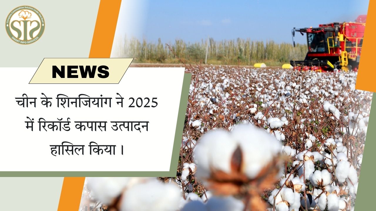चीन के शिनजियांग ने 2025 में रिकॉर्ड कपास उत्पादन हासिल किया।