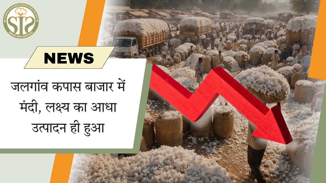 जलगांव में कपास बाजार सुस्त, उत्पादन लक्ष्य से कम