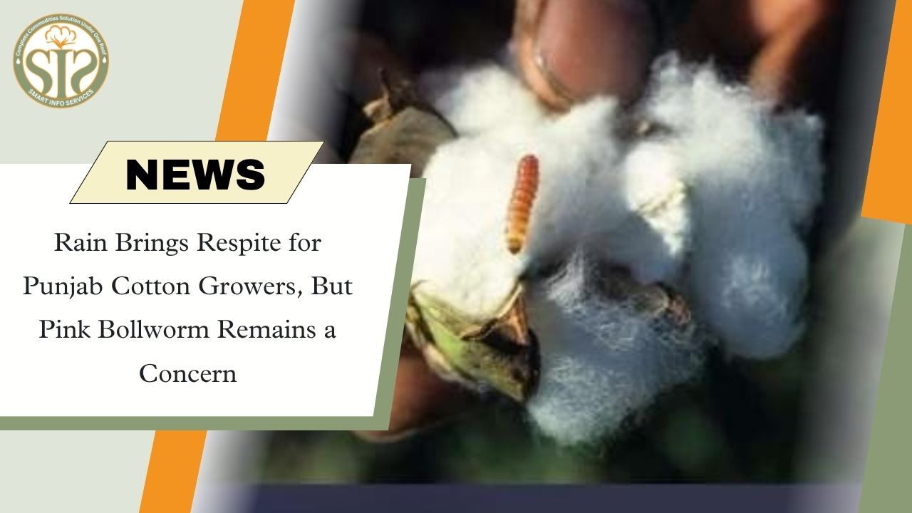 Relief from rain in Punjab, threat of caterpillar remains