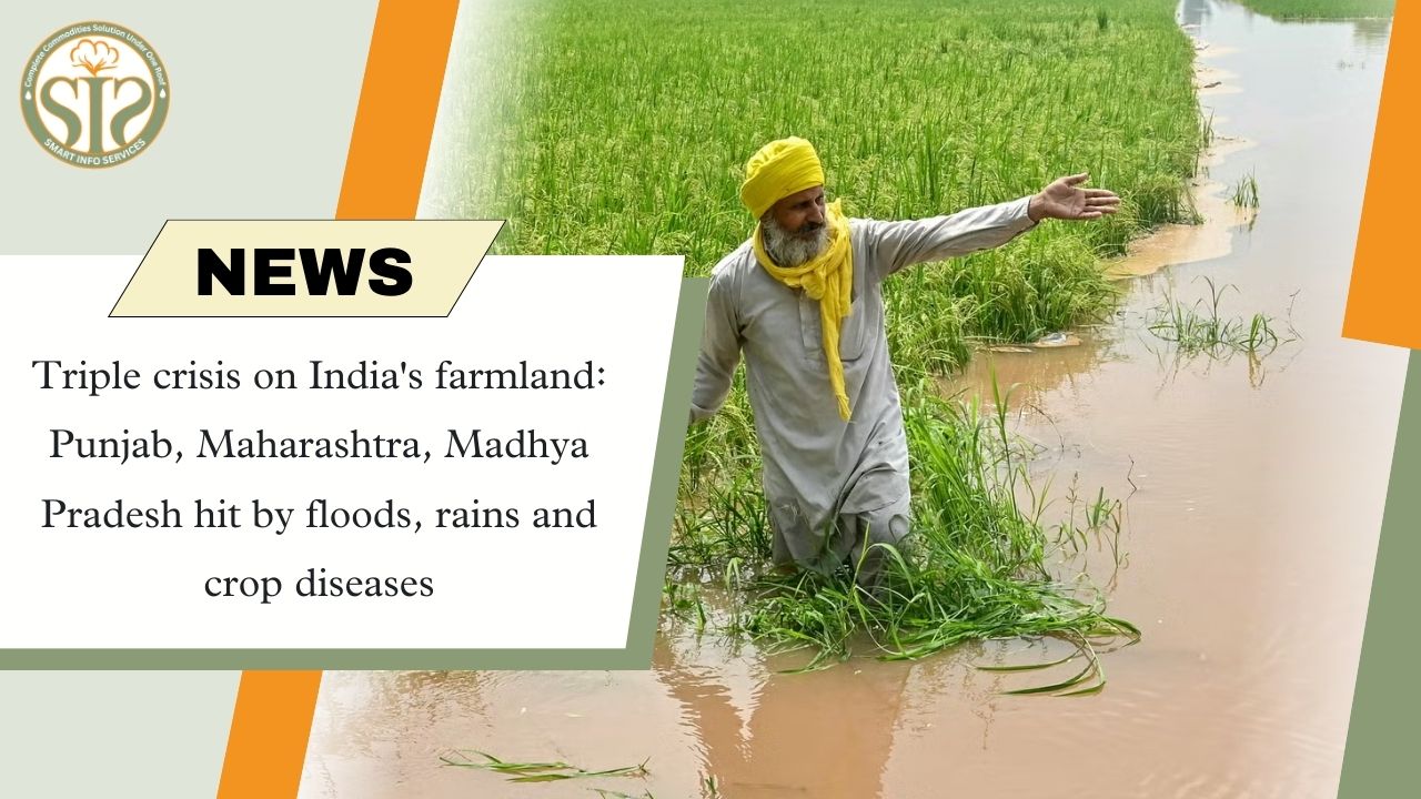 Triple threat to Indian agriculture: floods, rains, crop diseases