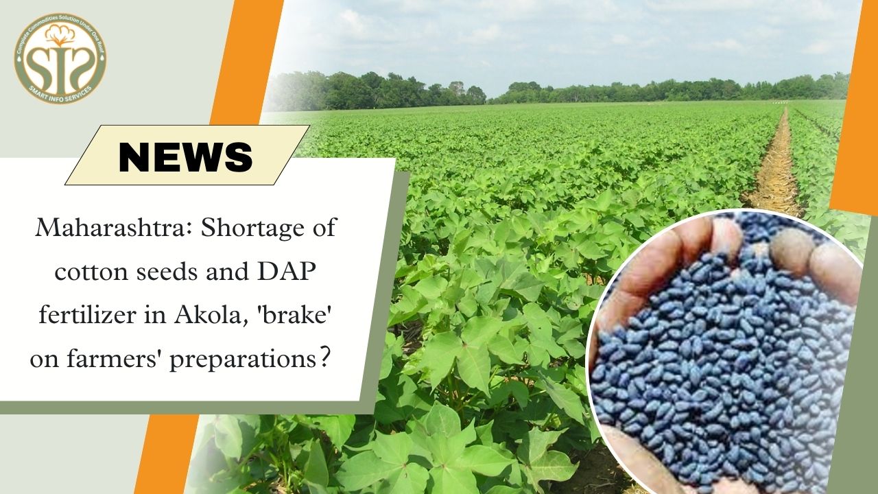 Maharashtra: Shortage of cotton seeds and DAP fertilizer in Akola, 'brake' on farmers' preparations?