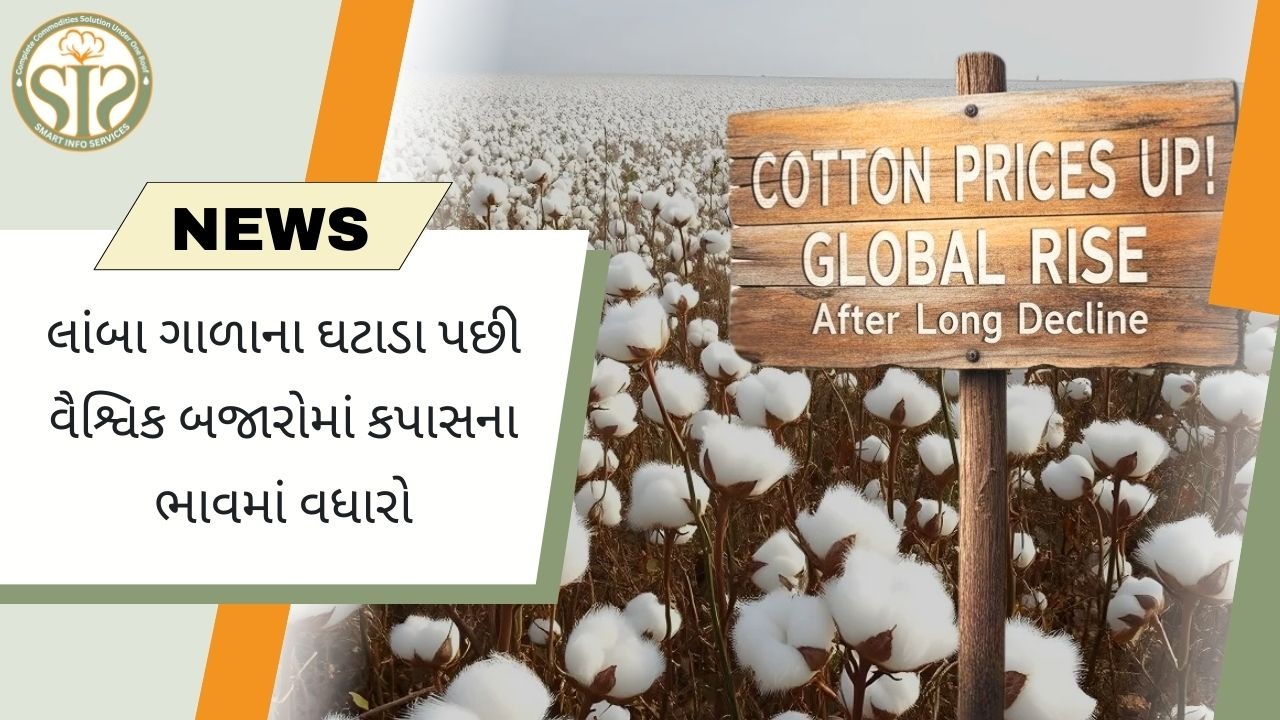 વૈશ્વિક બજારમાં કપાસના ભાવમાં ઉછાળો