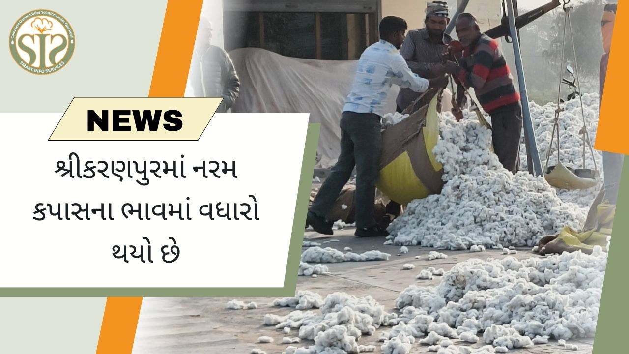શ્રીકરણપુરમાં નરમ કપાસના ભાવમાં વધારો થયો છે