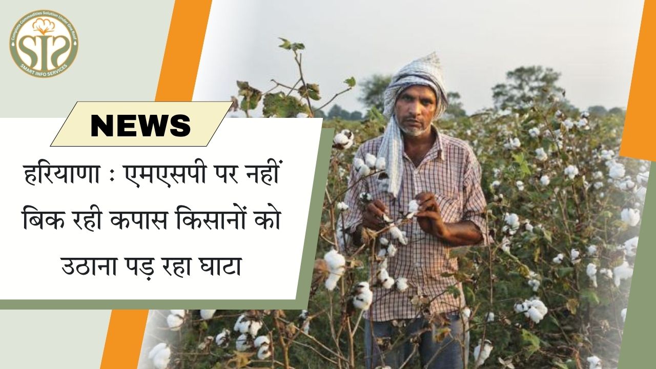 हरियाणा में एमएसपी से नीचे कपास बिक्री