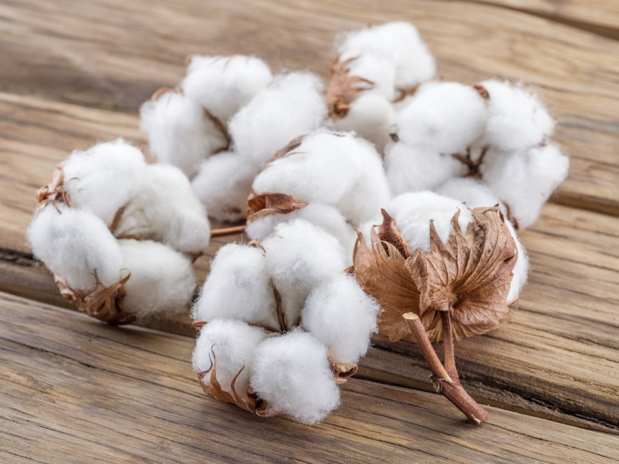 Despite a rise in area, cotton yield drops below 500 kg per hectare in India
