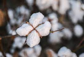 pakistan cotton market update