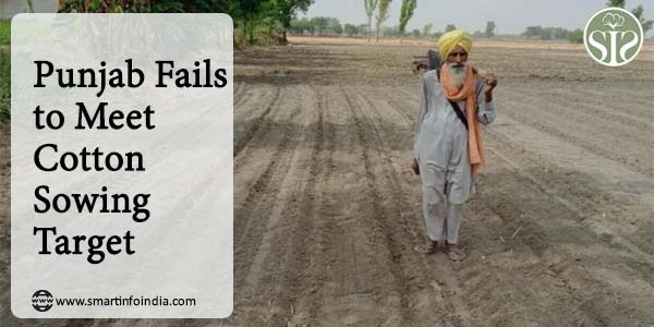 Punjab fails to meet cotton sowing target