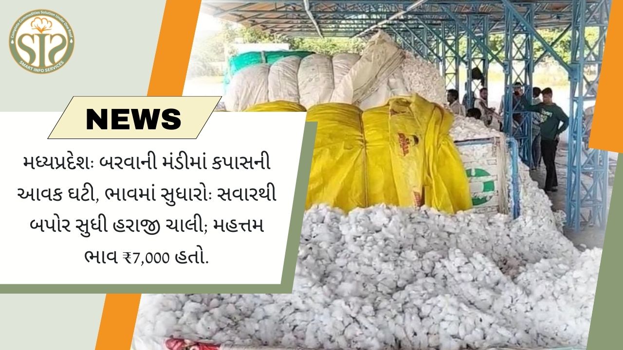 બરવાણી બજારમાં કપાસની આવક ઘટી, ભાવ વધ્યા