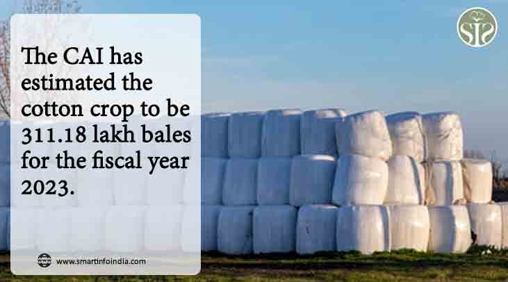CAI maintains cotton crop estimate of 311.18 lakh bales in FY2023