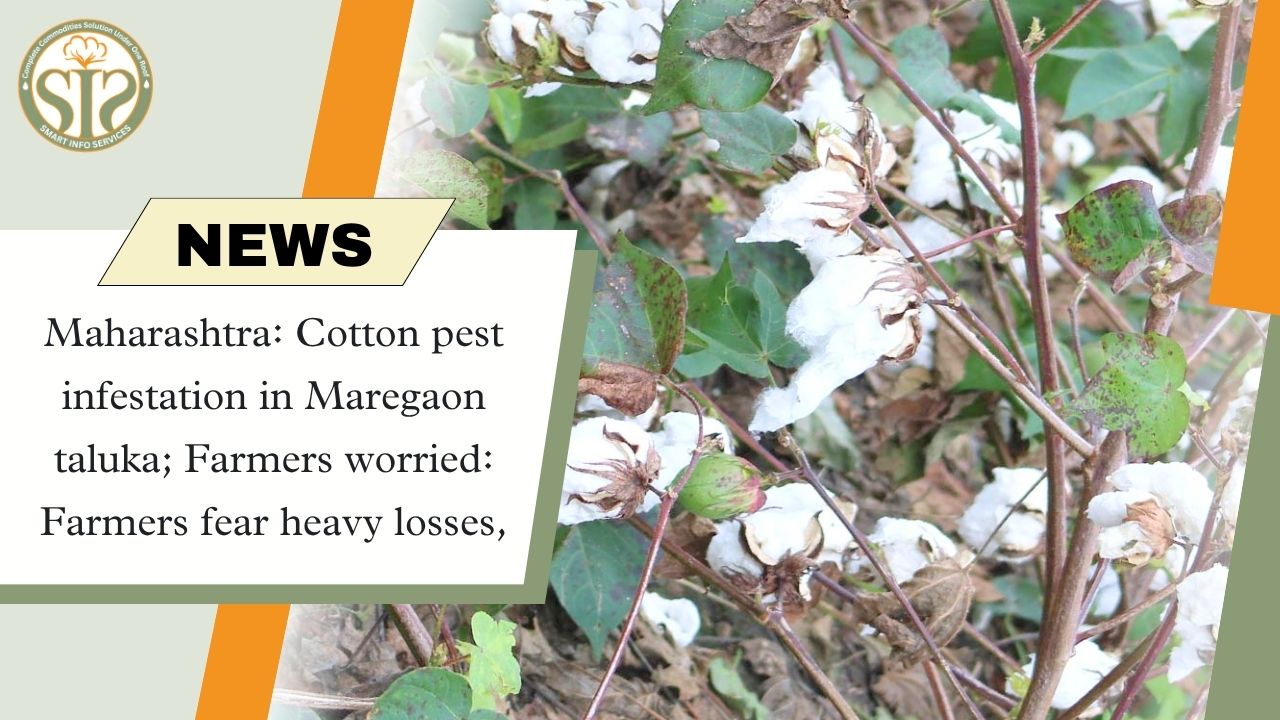 Maharashtra: Cotton pest infestation in Maregaon taluka; Farmers worried: Farmers fear heavy losses,