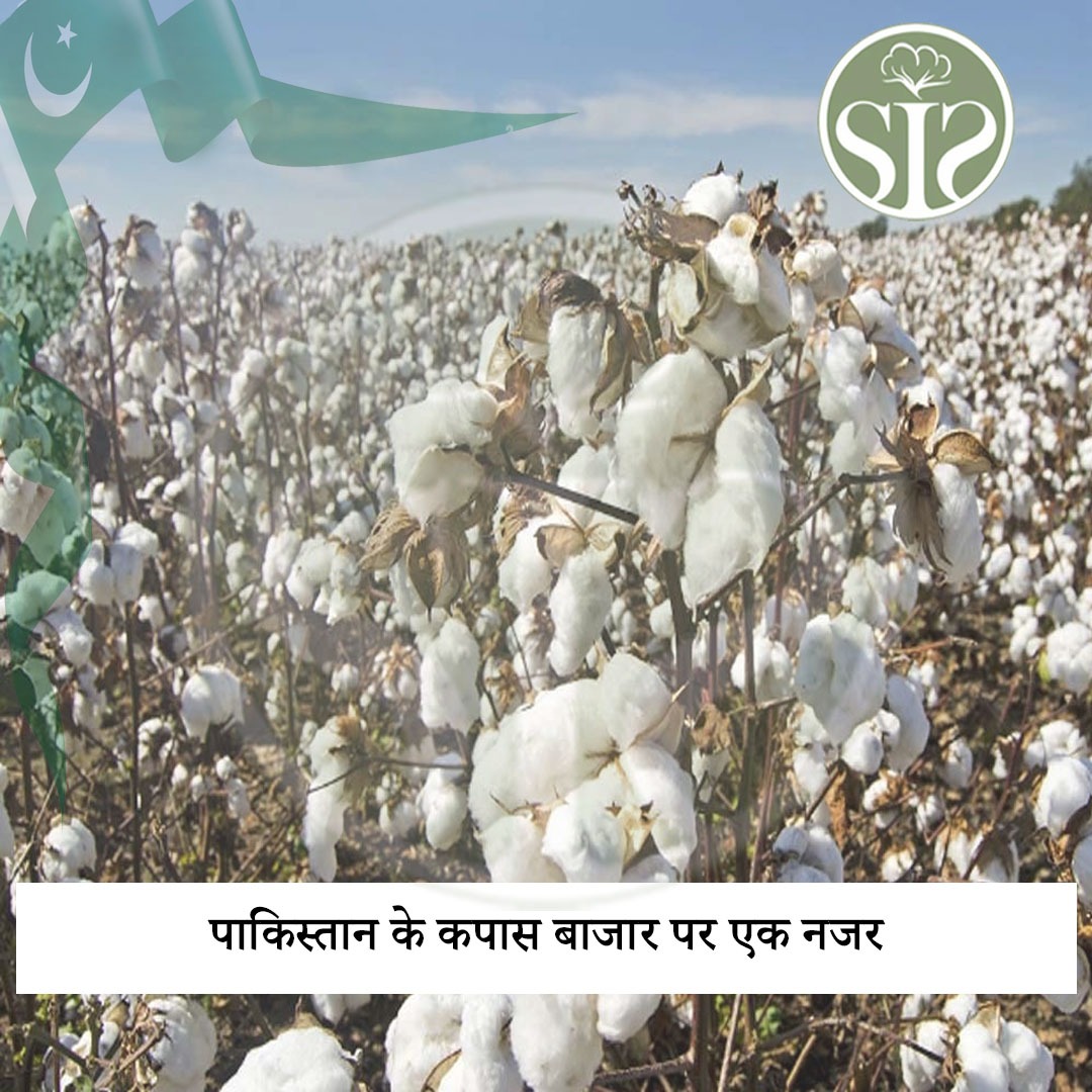 A look at Pakistan's cotton market..