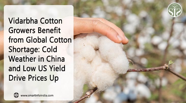 Vidarbha Cotton Growers Benefit from Global Cotton Shortage: Cold Weather in China and Low US Yield Drive Prices Up