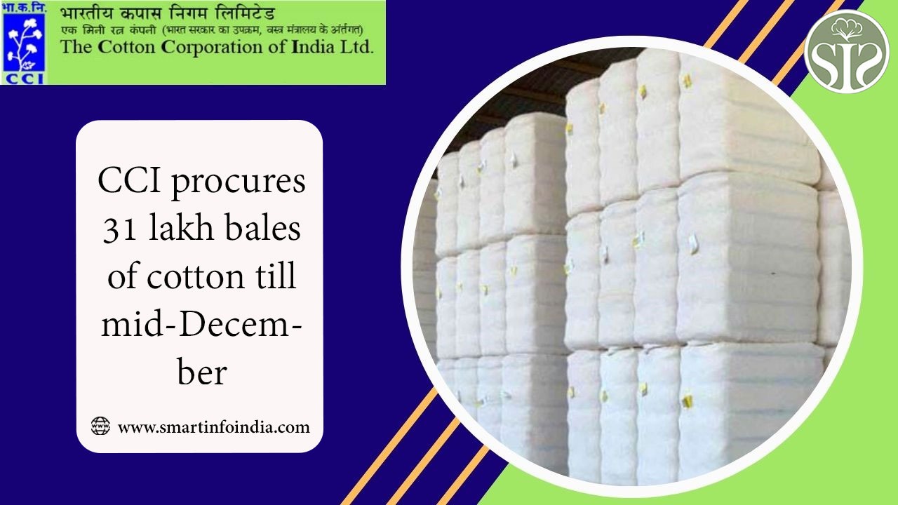 CCI procures 31 lakh bales of cotton by mid-December
