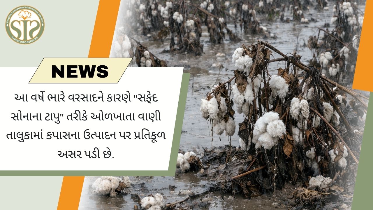 આ વર્ષે ભારે વરસાદને કારણે "સફેદ સોનાના ટાપુ" તરીકે ઓળખાતા વાણી તાલુકામાં કપાસના ઉત્પાદન પર પ્રતિકૂળ અસર પડી છે.