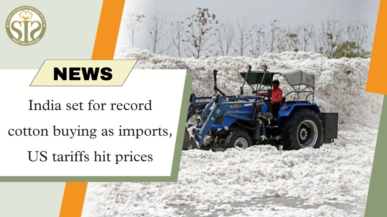 Impact of US tariffs, India buys record cotton