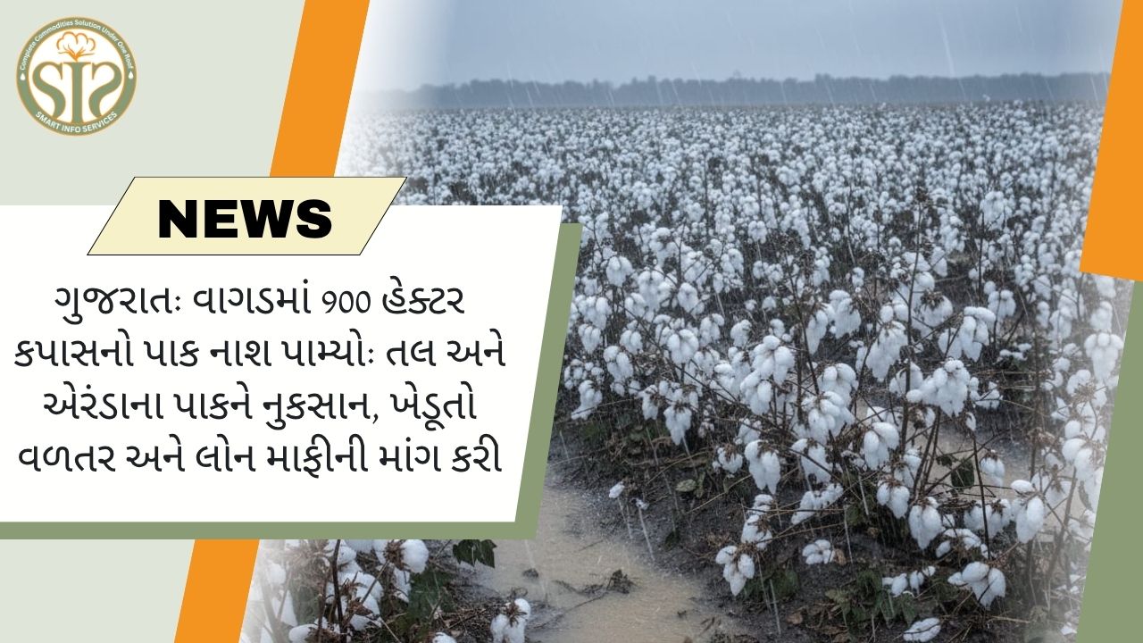 વાગડમાં 900 હેક્ટર કપાસનો પાક નાશ પામ્યો, ખેડૂતોએ વળતરની માંગ કરી