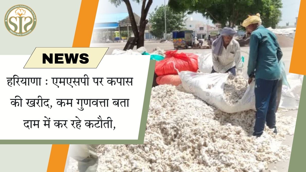 हरियाणा : एमएसपी पर कपास की खरीद, कम गुणवत्ता बता दाम में कर रहे कटौती,