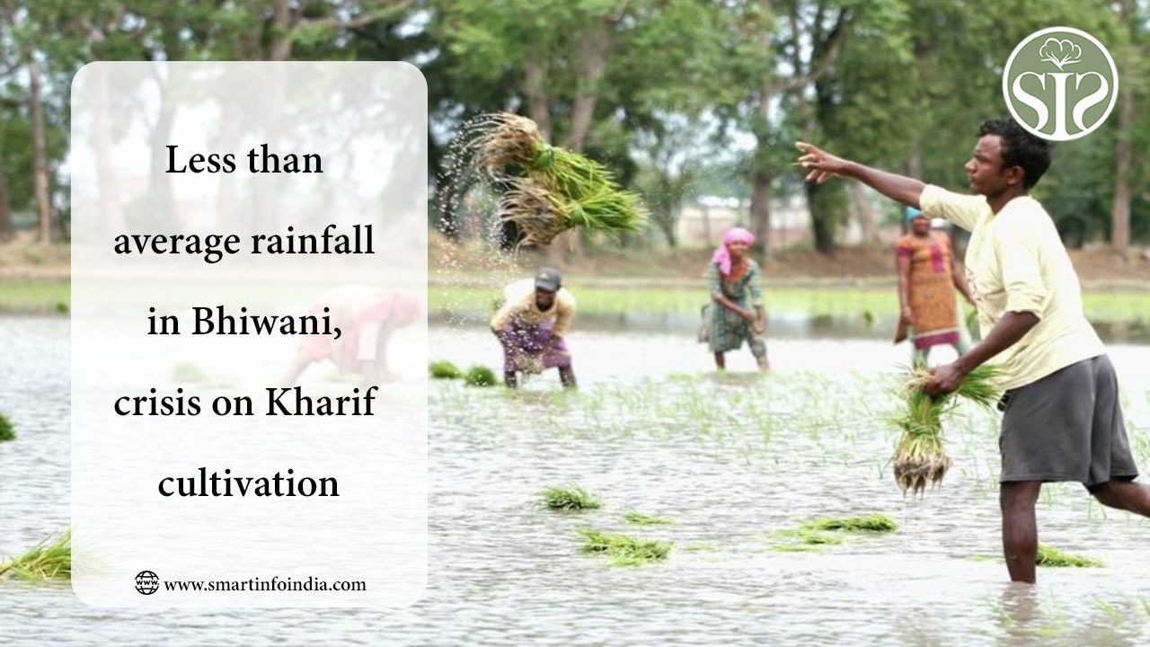 Less than average rainfall in Bhiwani, crisis on Kharif cultivation
