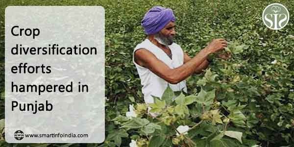 Crop diversification efforts hampered in Punjab