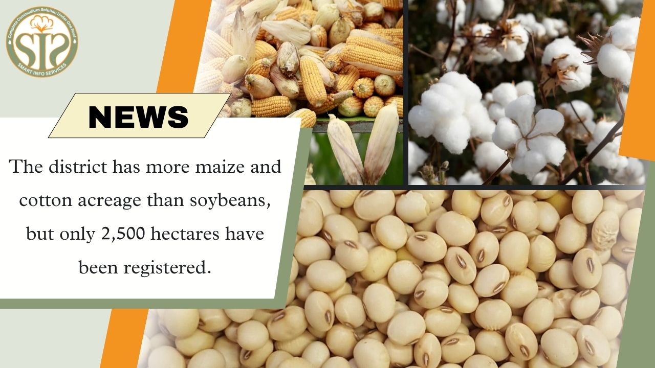 Maize-cotton ahead in the district, soybean registration low