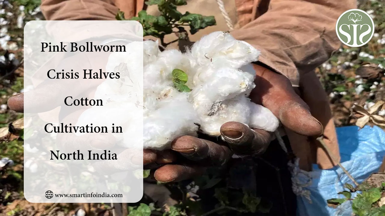 Pink Bollworm Crisis Halves Cotton Cultivation in North India