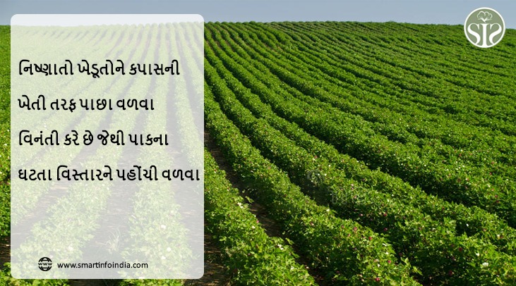 ખેડૂતોને કપાસ તરફ પાછા ફરવા પ્રેરણા આપો, નિષ્ણાતો કહે છે