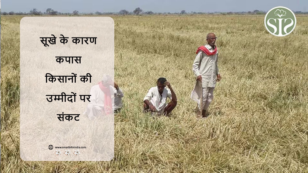 सूखे के कारण कपास किसानों की उम्मीदों पर संकट
