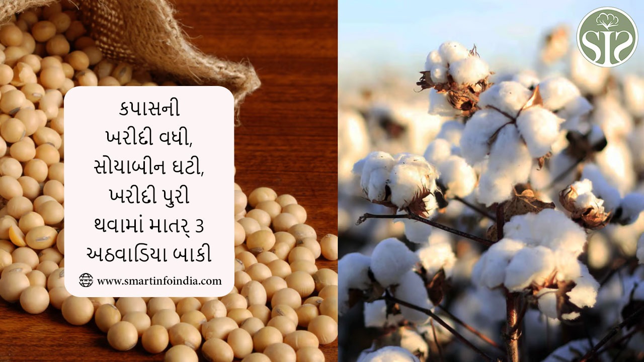 કપાસની ખરીદી વધી, સોયાબીન ઘટી, ખરીદી પુરી થવામાં માત્ર 3 અઠવાડિયા બાકી