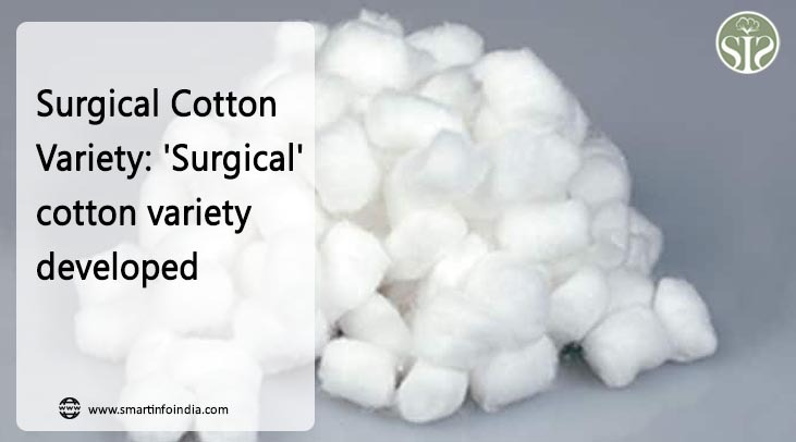 Surgical Cotton Variety: 'Surgical' cotton variety developed
