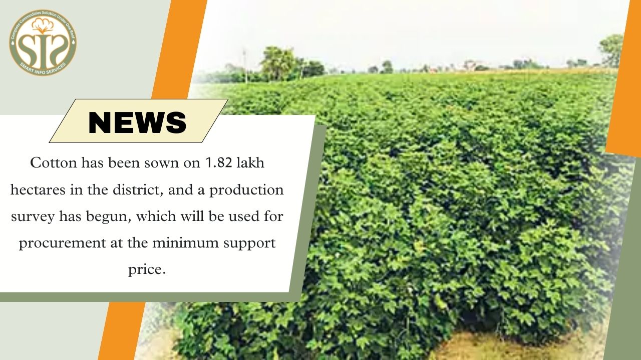 Cotton sown in 1.82 lakh hectares, survey started for support price purchase