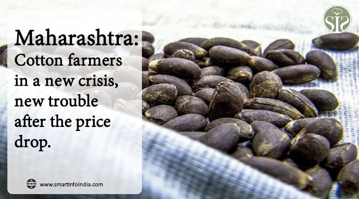 Maharashtra: Cotton farmers in a new trouble, new crisis after price fall