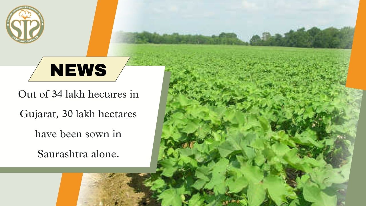 Saurashtra Leads with 30 Lakh Hectares Sown