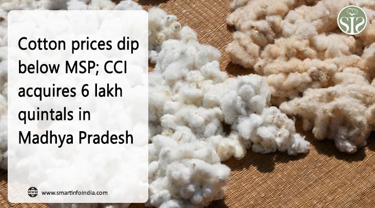 Cotton prices dip below MSP; CCI acquires 6 lakh quintals in Madhya Pradesh