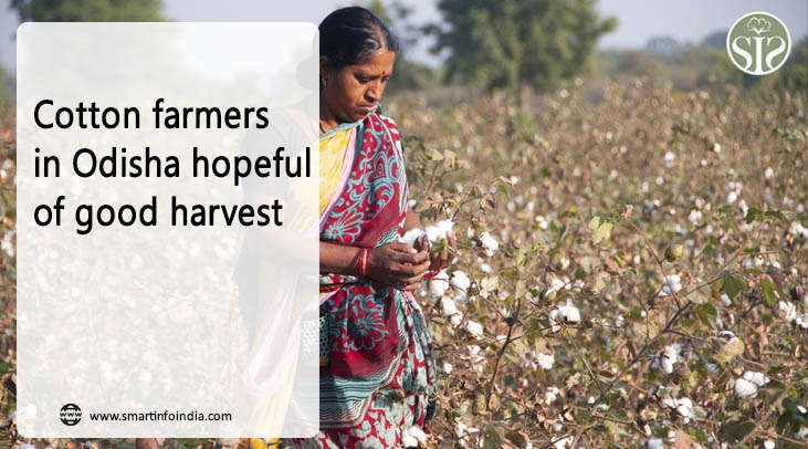 Cotton farmers in Odisha hopeful of good harvest