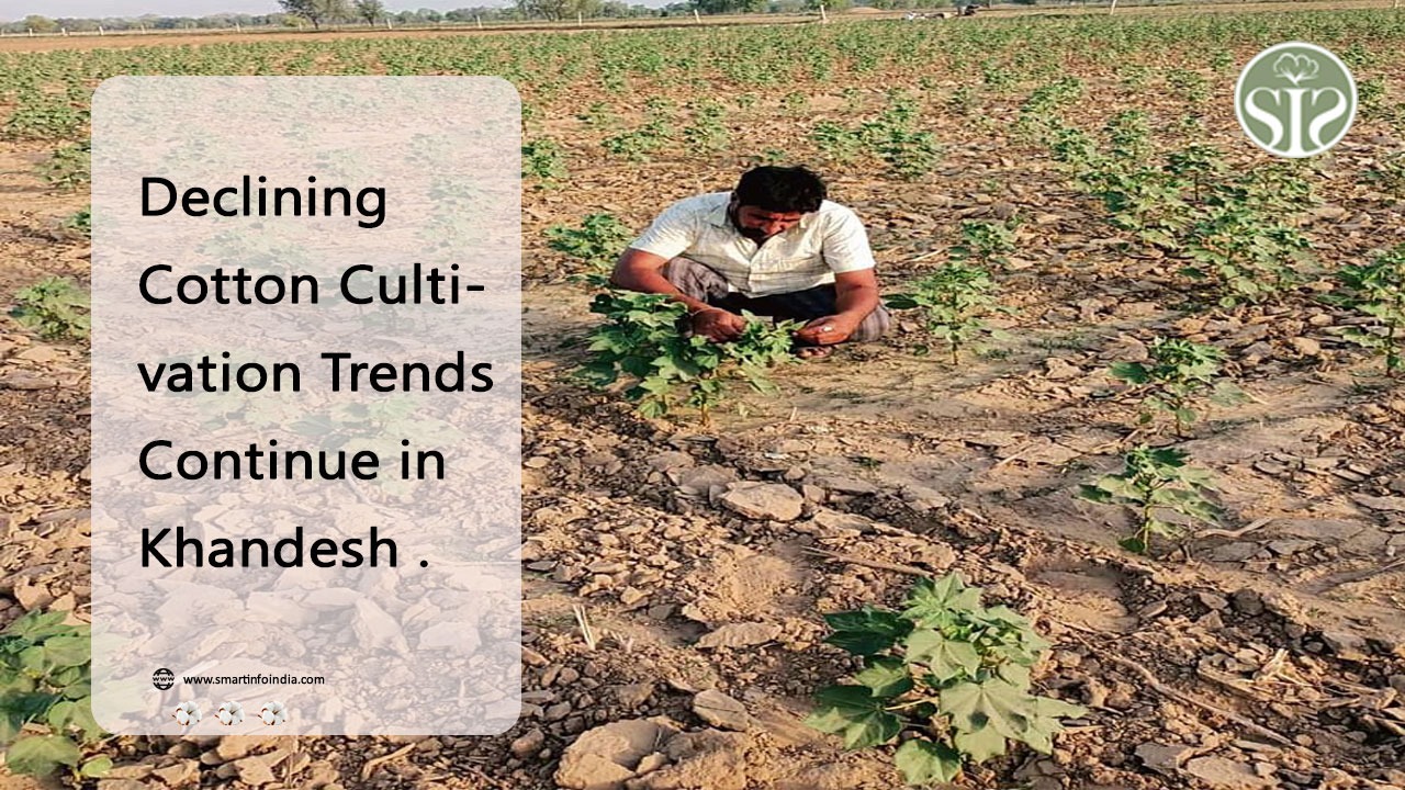 Declining Cotton Cultivation Trends Continue in Khandesh