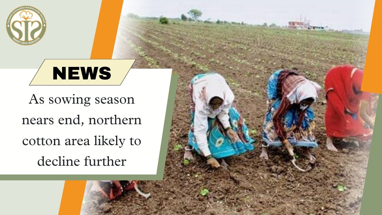 Cotton sowing slows down, decline continues in northern region