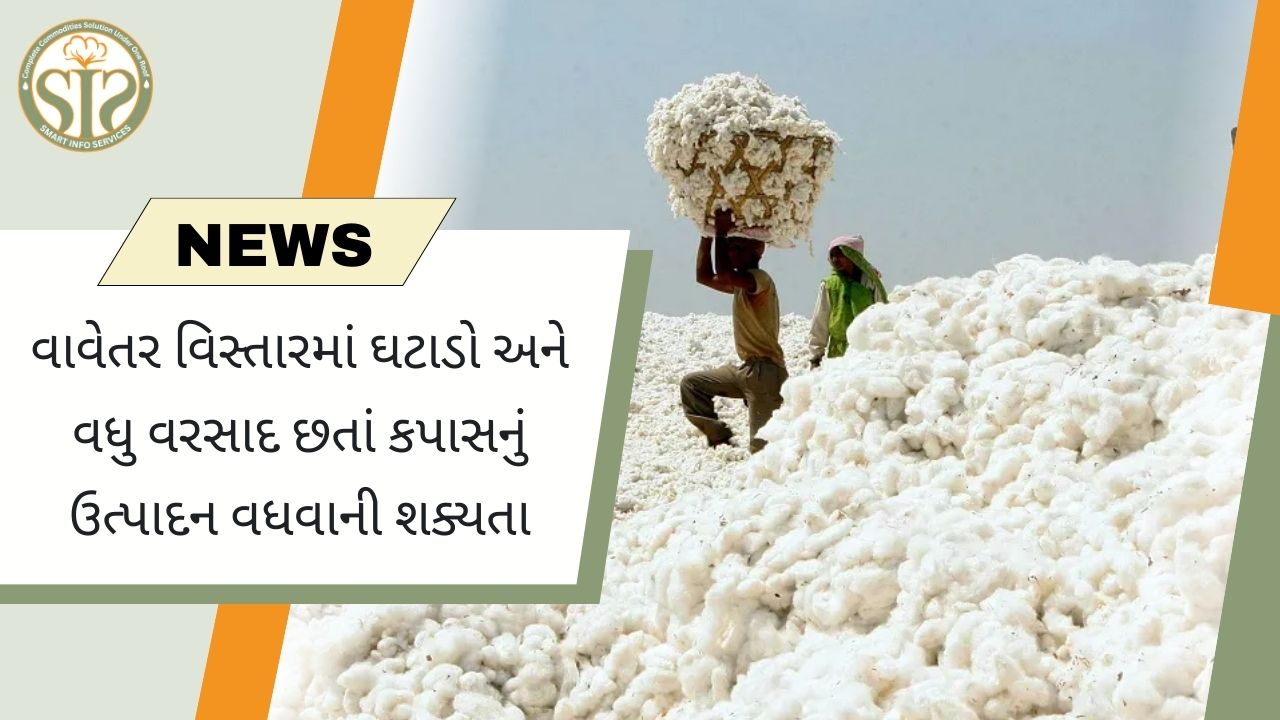 ઓછા વાવેતર વિસ્તાર અને વધુ વરસાદ છતાં કપાસનું ઉત્પાદન વધશે