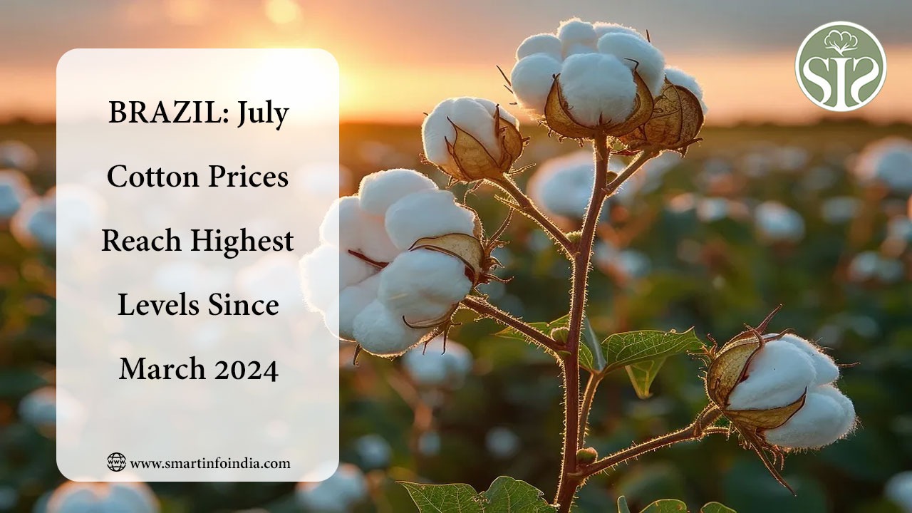 BRAZIL: July Cotton Prices Reach Highest Levels Since March 2024