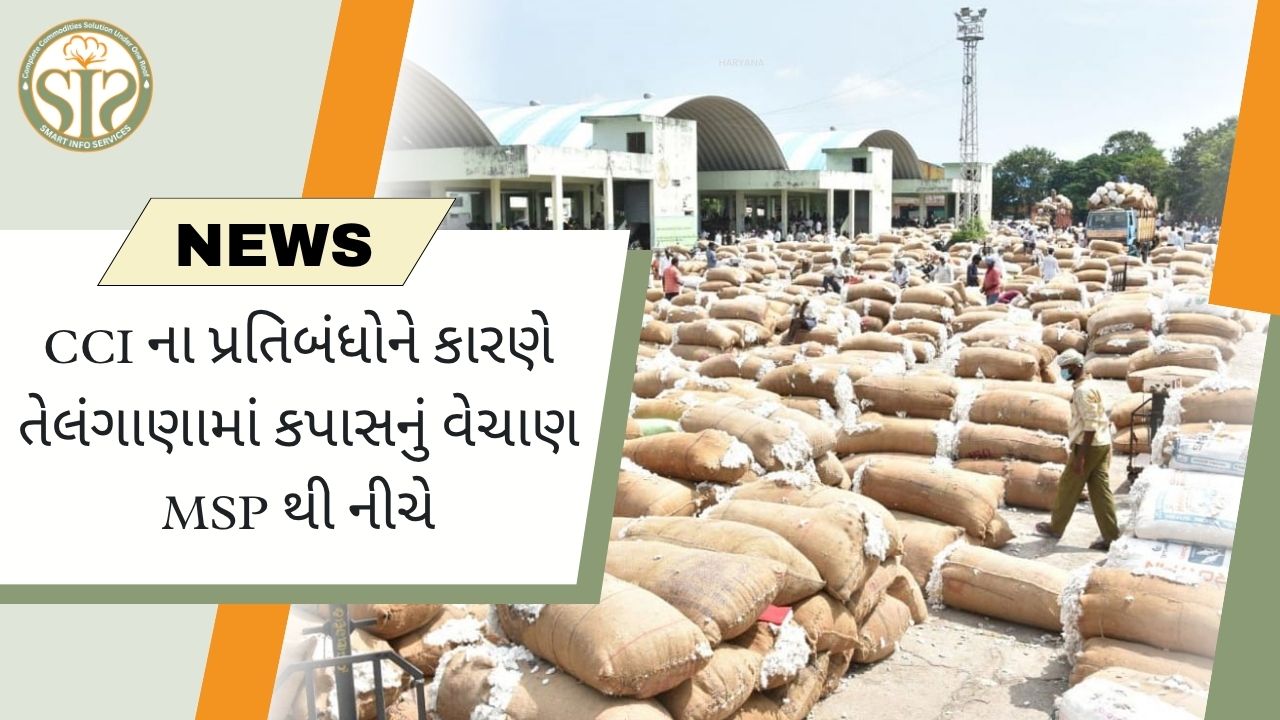 CCI ના પ્રતિબંધોને કારણે તેલંગાણામાં કપાસનું વેચાણ MSP થી નીચે