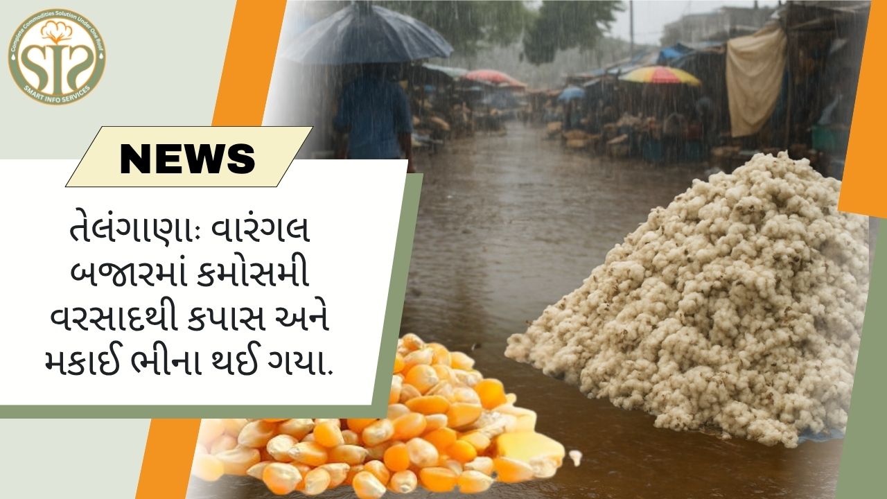 વારંગલ બજારમાં વરસાદથી કપાસ અને મકાઈ ભીંજાઈ ગયા