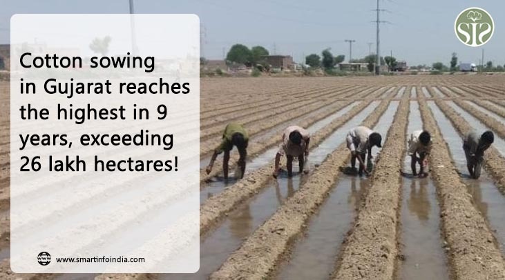 "Sowing of cotton in Gujarat is the highest in 9 years, more than 26 lakh hectares!"